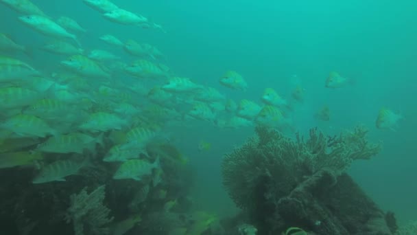 Gele Snapper Lutjanus Argentiventris Vorming Van Een School Een Schipbreuk — Stockvideo