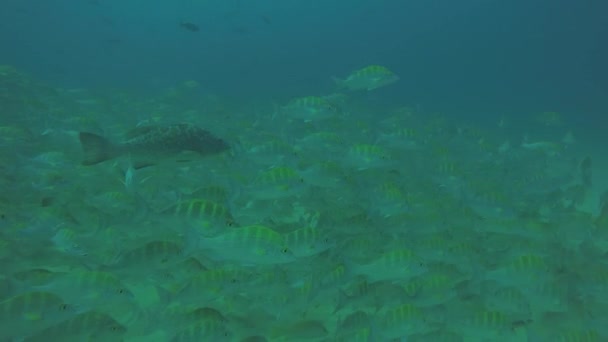 黄色鲷鱼 Argentiventris 形成一所学校在沉船 海礁的奎 太平洋 墨西哥 Pulmo 下加利福尼亚 世界水族馆 — 图库视频影像