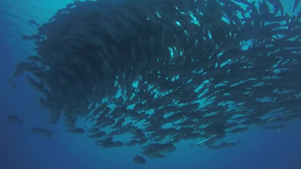 Μεγάλο Μάτι Trevally Jack Caranx Sexfasciatus Που Σχηματίζουν Ένα Πολωμένο — Αρχείο Βίντεο