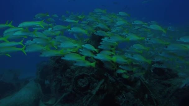 黄色鲷鱼 Argentiventris 形成一所学校在沉船 海礁的奎 太平洋 墨西哥 Pulmo 下加利福尼亚 世界水族馆 — 图库视频影像
