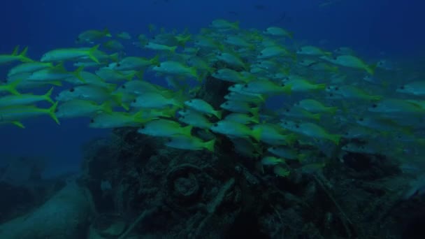 Жовтий Snapper Lutjanus Argentiventris Утворюючи Школу Корабельної Аварії Рифи Море — стокове відео