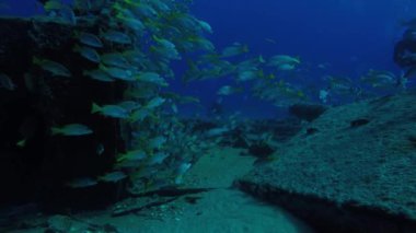 Bir gemi enkazı, okulda oluşturan sarı balığı (Lutjanus argentiventris), resifleri deniz Cortez, Pasifik Okyanusu. Cabo Pulmo, Baja California Sur, Meksika. Dünyanın akvaryum.