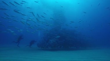 Büyük göz Trevally bir polarize okul, yem top ya da kasırga şekillendirme Jack, (Caranx sexfasciatus). Cabo Pulmo Milli Parkı, dünyanın akvaryum. Baja California Sur, Meksika.