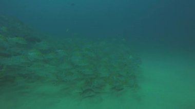 Bir gemi enkazı, okulda oluşturan sarı balığı (Lutjanus argentiventris), resifleri deniz Cortez, Pasifik Okyanusu. Cabo Pulmo, Baja California Sur, Meksika. Dünyanın akvaryum.