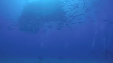 Büyük göz Trevally bir polarize okul, yem top ya da kasırga şekillendirme Jack, (Caranx sexfasciatus). Cabo Pulmo Milli Parkı, dünyanın akvaryum. Baja California Sur, Meksika.