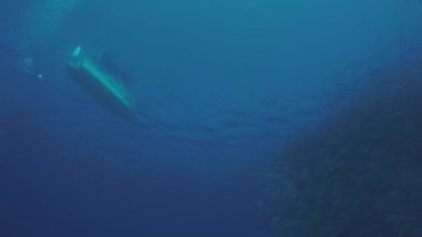 Büyük göz Trevally bir polarize okul, yem top ya da kasırga şekillendirme Jack, (Caranx sexfasciatus). Cabo Pulmo Milli Parkı, dünyanın akvaryum. Baja California Sur, Meksika.