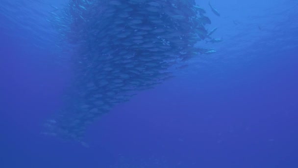 Великі Очі Trevally Джек Caranx Sexfasciatus Формування Поляризований Школи Наживка — стокове відео