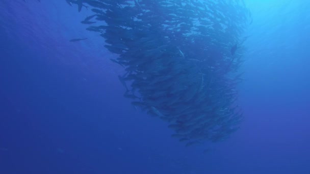 大眼睛 Trevally Caranx Sexfasciatus 形成两极分化的学校 诱饵球或龙卷风 Pulmo 国家公园 世界水族馆 下加利福尼亚 — 图库视频影像