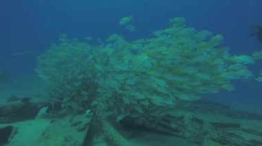 Bir gemi enkazı, okulda oluşturan sarı balığı (Lutjanus argentiventris), resifleri deniz Cortez, Pasifik Okyanusu. Cabo Pulmo, Baja California Sur, Meksika. Dünyanın akvaryum.