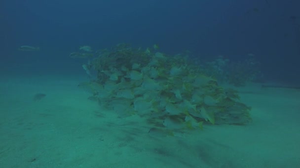 Bir Gemi Enkazı Okulda Oluşturan Sarı Balığı Lutjanus Argentiventris Resifleri — Stok video