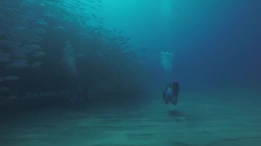 Büyük göz Trevally bir polarize okul, yem top ya da kasırga şekillendirme Jack, (Caranx sexfasciatus). Cabo Pulmo Milli Parkı, dünyanın akvaryum. Baja California Sur, Meksika.