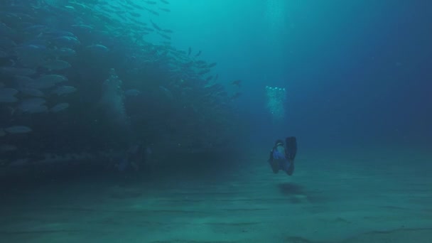 Olho Grande Trevally Jack Caranx Sexfasciatus Formando Uma Escola Polarizada — Vídeo de Stock