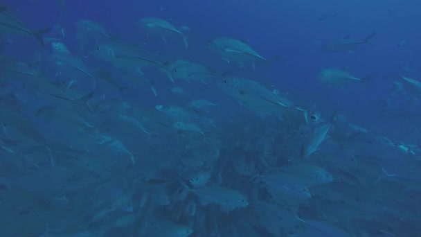 Olho Grande Trevally Jack Caranx Sexfasciatus Formando Uma Escola Polarizada — Vídeo de Stock