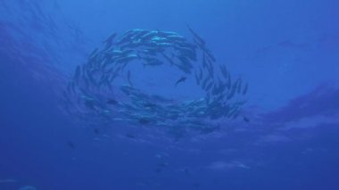 Büyük göz Trevally bir polarize okul, yem top ya da kasırga şekillendirme Jack, (Caranx sexfasciatus). Cabo Pulmo Milli Parkı, dünyanın akvaryum. Baja California Sur, Meksika.
