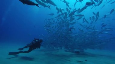 Büyük göz Trevally bir polarize okul, yem top ya da kasırga şekillendirme Jack, (Caranx sexfasciatus). Cabo Pulmo Milli Parkı, dünyanın akvaryum. Baja California Sur, Meksika.