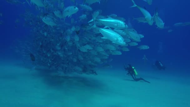 Olho Grande Trevally Jack Caranx Sexfasciatus Formando Uma Escola Polarizada — Vídeo de Stock