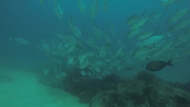 Büyük göz Trevally bir polarize okul, yem top ya da kasırga şekillendirme Jack, (Caranx sexfasciatus). Cabo Pulmo Milli Parkı, dünyanın akvaryum. Baja California Sur, Meksika.
