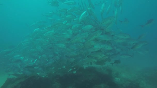 Big Eye Trevally Jack Caranx Sexfasciatus Bildar Polariserad Skola Bete — Stockvideo