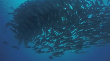 Büyük göz Trevally bir polarize okul, yem top ya da kasırga şekillendirme Jack, (Caranx sexfasciatus). Cabo Pulmo Milli Parkı, dünyanın akvaryum. Baja California Sur, Meksika.