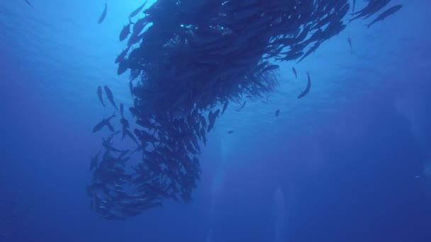 Olho Grande Trevally Jack Caranx Sexfasciatus Formando Uma Escola Polarizada — Vídeo de Stock