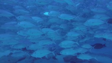 Büyük göz Trevally bir polarize okul, yem top ya da kasırga şekillendirme Jack, (Caranx sexfasciatus). Cabo Pulmo Milli Parkı, dünyanın akvaryum. Baja California Sur, Meksika.