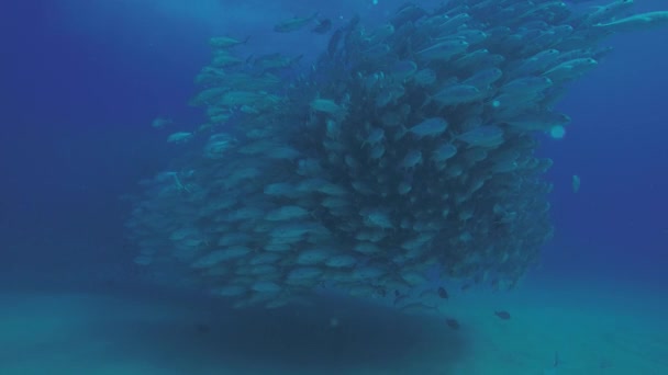 Big Eye Trevally Jack Caranx Sexfasciatus Formando Una Escuela Polarizada — Vídeos de Stock