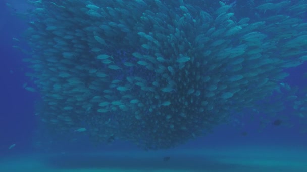 Big Eye Trevally Jack Caranx Sexfasciatus Formando Una Escuela Polarizada — Vídeos de Stock