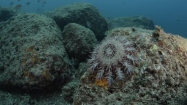 Cortez, Meksika 'dan mercan resifi manzaraları.