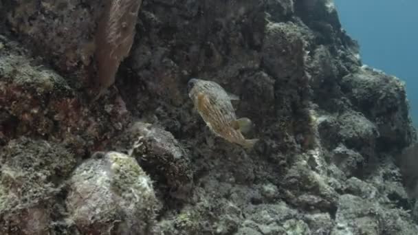 Coral Ύφαλο Τοπία Από Θάλασσα Του Κορτέζ Μεξικό — Αρχείο Βίντεο