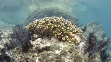 Cortez, Meksika 'dan mercan resifi manzaraları.