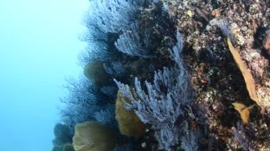 Cortez, Meksika 'dan mercan resifi manzaraları.