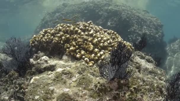 Korallenrifflandschaften Aus Dem Meer Von Cortez Mexiko — Stockvideo