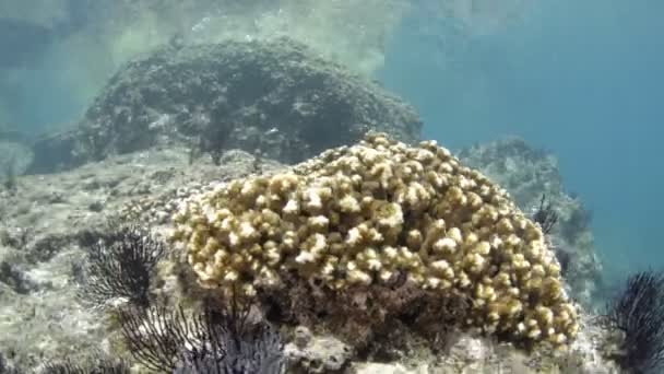 Coral Reef Scenics Sea Cortez Mexico — Stock video