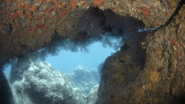 Coral Reef Scenics Sea Cortez Mexico — Stock Video