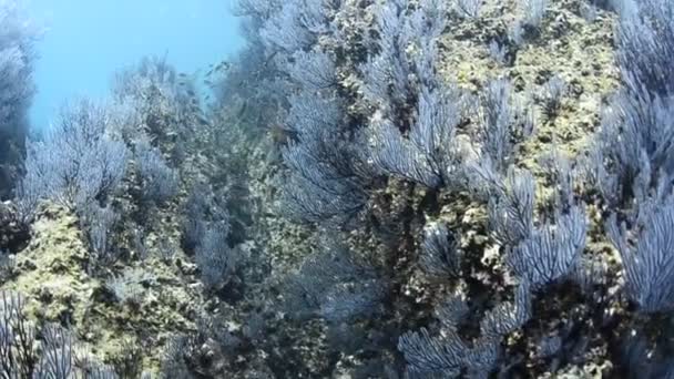 Coral Reef Scenics Sea Cortez Mexico — Stock video