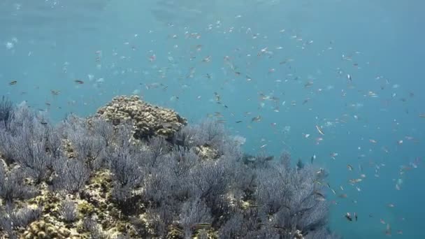Coral Ύφαλο Τοπία Από Θάλασσα Του Κορτέζ Μεξικό — Αρχείο Βίντεο