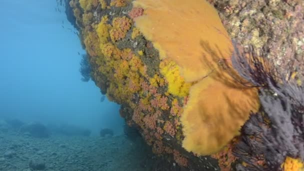 Coral Ύφαλο Τοπία Από Θάλασσα Του Κορτέζ Μεξικό — Αρχείο Βίντεο