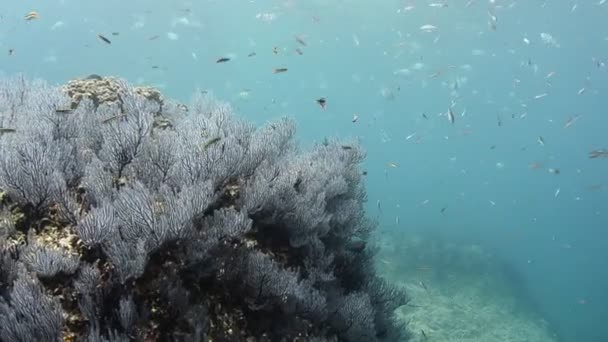 Краї Коралового Рифу Моря Кортеса Мексика — стокове відео