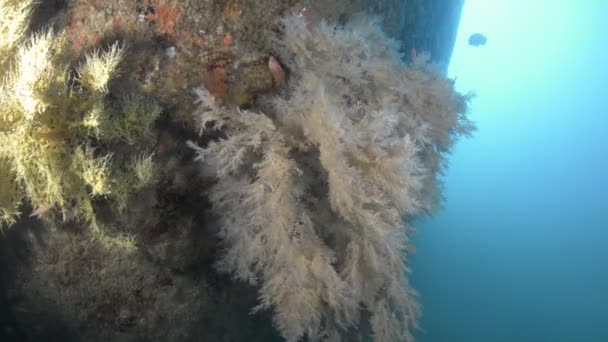 Escenas Arrecifes Coral Del Mar Cortés México — Vídeos de Stock