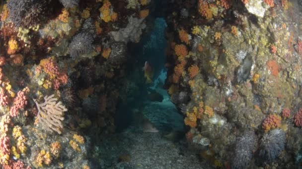 メキシコのコルテス海からのサンゴ礁の風景 — ストック動画