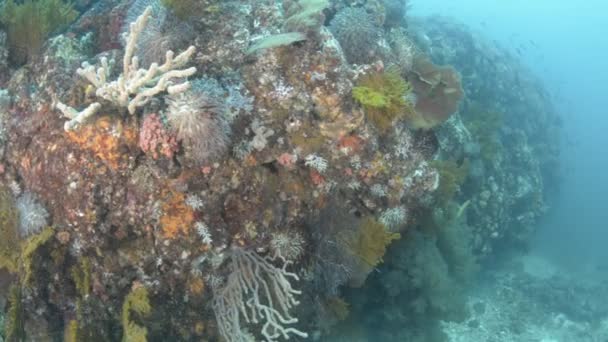 Korallrev Landskap Från Havet Cortez Mexiko — Stockvideo