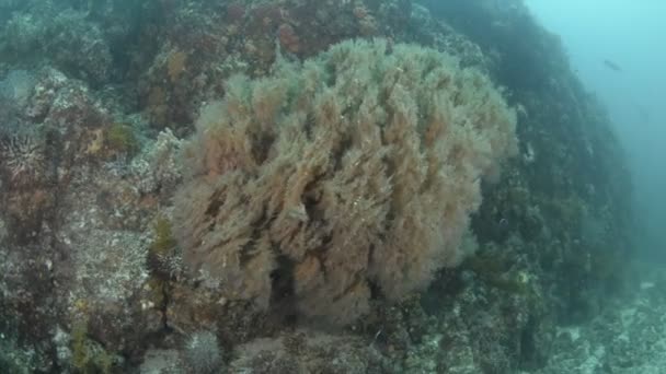 メキシコのコルテス海からのサンゴ礁の風景 — ストック動画