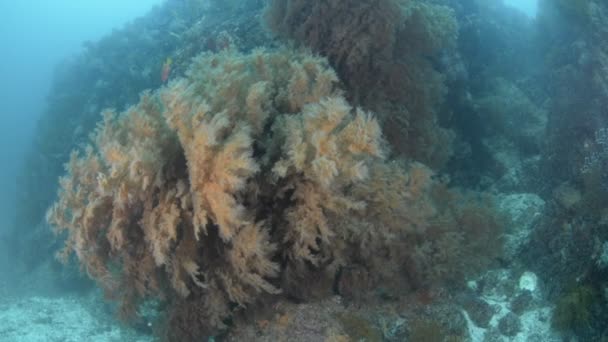 墨西哥科尔特斯海的珊瑚礁景观 — 图库视频影像