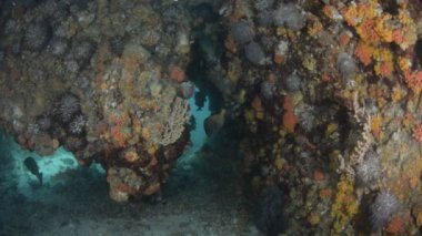 Cortez, Meksika 'dan mercan resifi manzaraları.