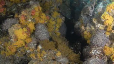 Cortez, Meksika 'dan mercan resifi manzaraları.