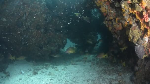 멕시코의 코르테즈 바다에서 바라본 산호의 — 비디오