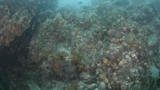 Koraalrif Scenics Uit Zee Van Cortez Mexico — Stockvideo