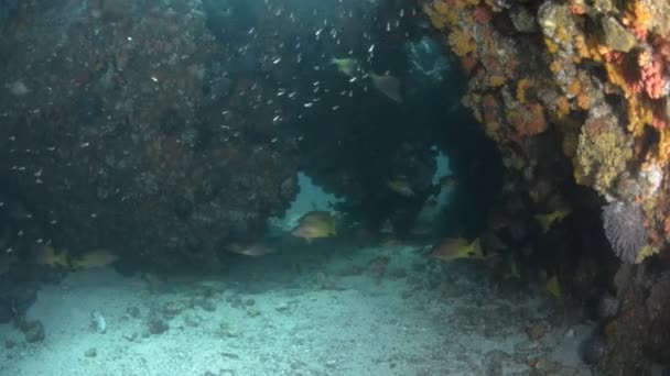 Korallrev Landskap Från Havet Cortez Mexiko — Stockvideo
