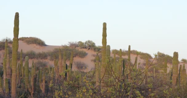 バハの砂漠のサボテンと山の風景カリフォルニア州シュル メキシコ — ストック動画