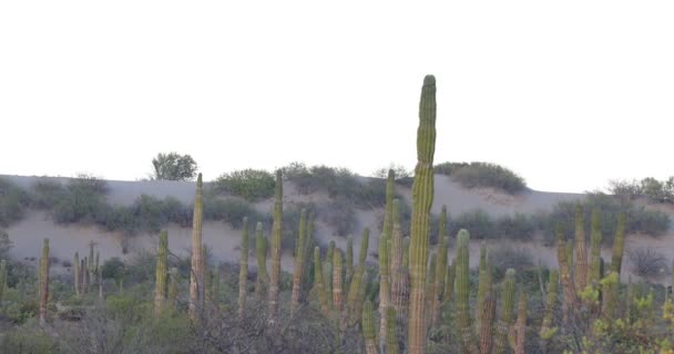 墨西哥滨海Baja California沙漠中的仙人掌和山地景观 — 图库视频影像